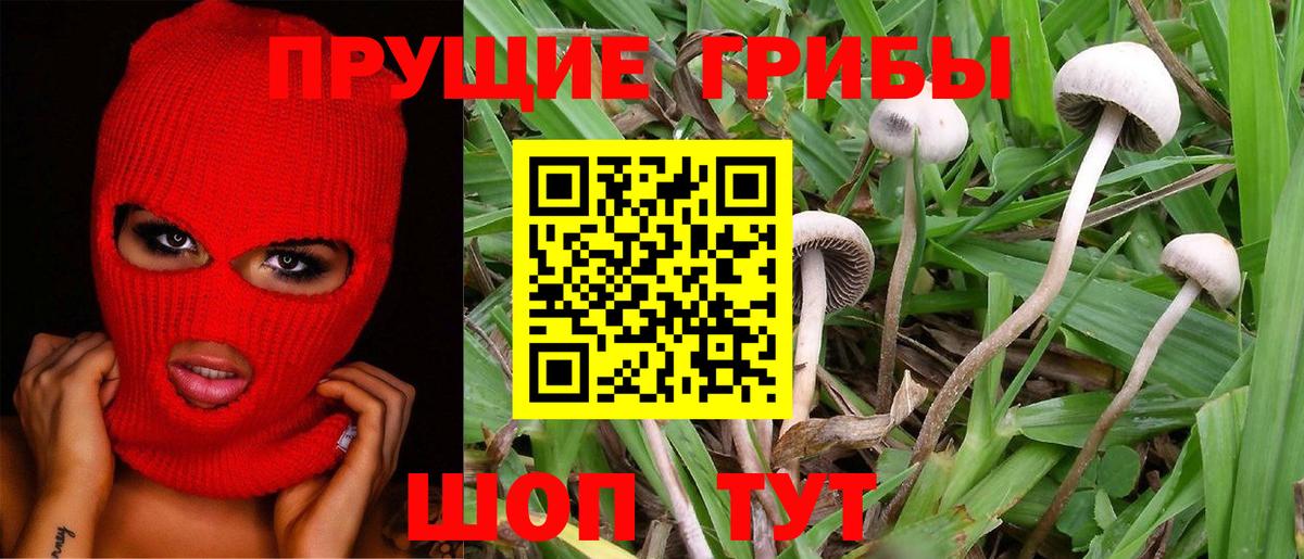 Псилоцибиновые грибы Psilocybe  Вход с VPN  Армавир 